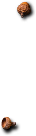 Akshaya Catering - Catering Vegetarian Food stuffs and dishes.