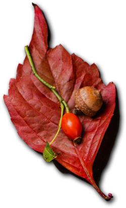 Akshaya Catering - Catering Vegetarian Food stuffs and dishes.